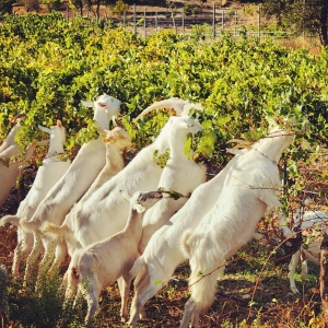 Pruning Goats
